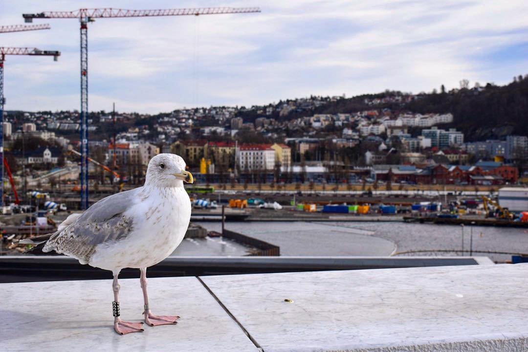 Seagull in Oslo Norway