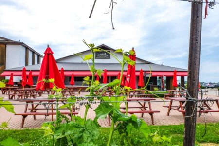 red umbrellas in patio through green vineyard vine niagara on the lake wineries inniskillin