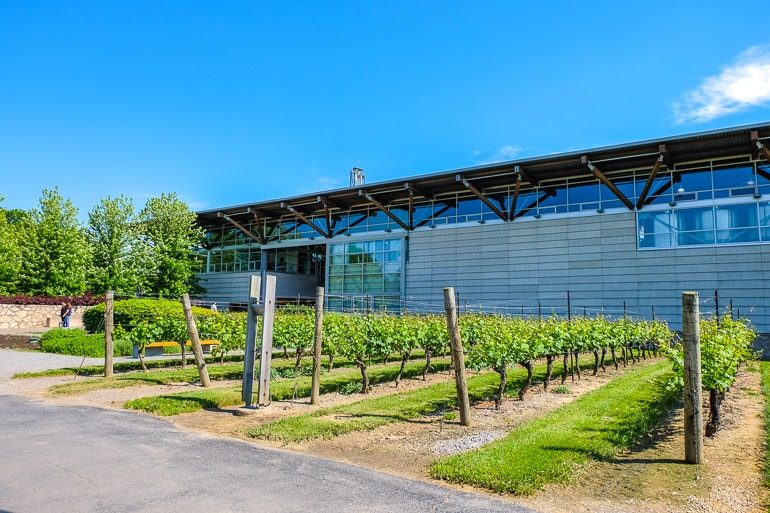 Gebäude aus Stahl und Glas mit grünen Weinreben im Vordergrund