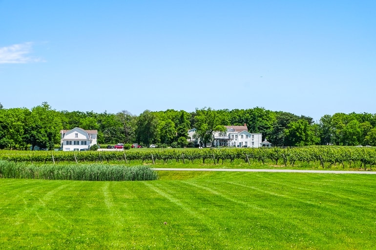 green lawn with white houses in distance at peller estates niagara on the lake winery