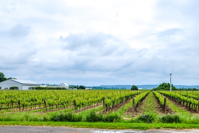 green lines of vineyard vines with clouds behind inniskillin niagara on the lake