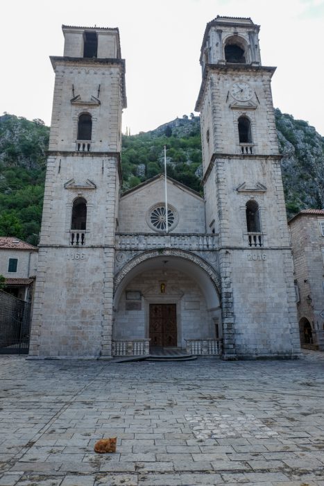 stone cathedral of st tryphon in kotor old town with open cobblestone square  with cat in foreground.