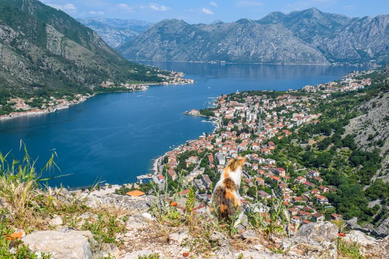 Orange-weiße Katze schaut über Bucht von Kotor Montenegro