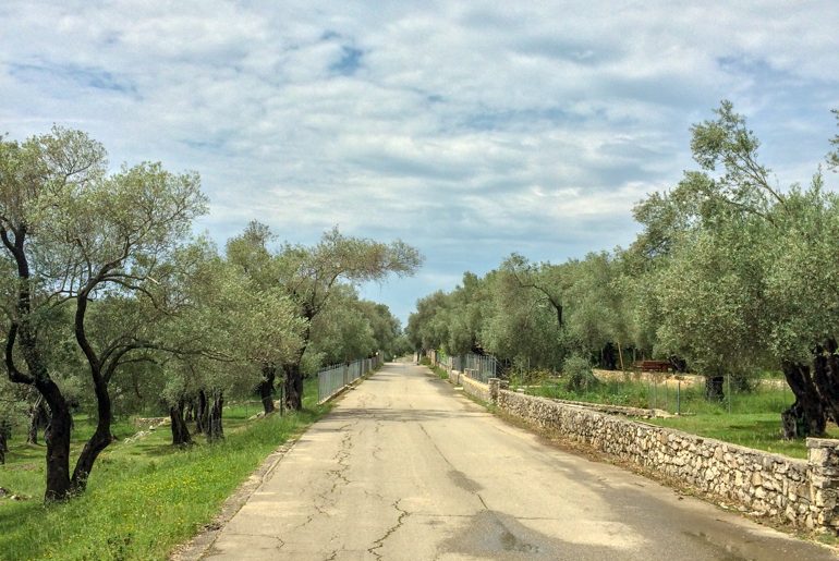 straße durch olivenhain in ulcinj montenegro
