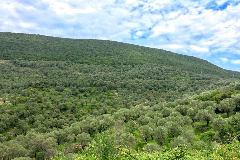grüner hügel mit olivenbäumen sehenswürdigkeiten ulcinj montenegro