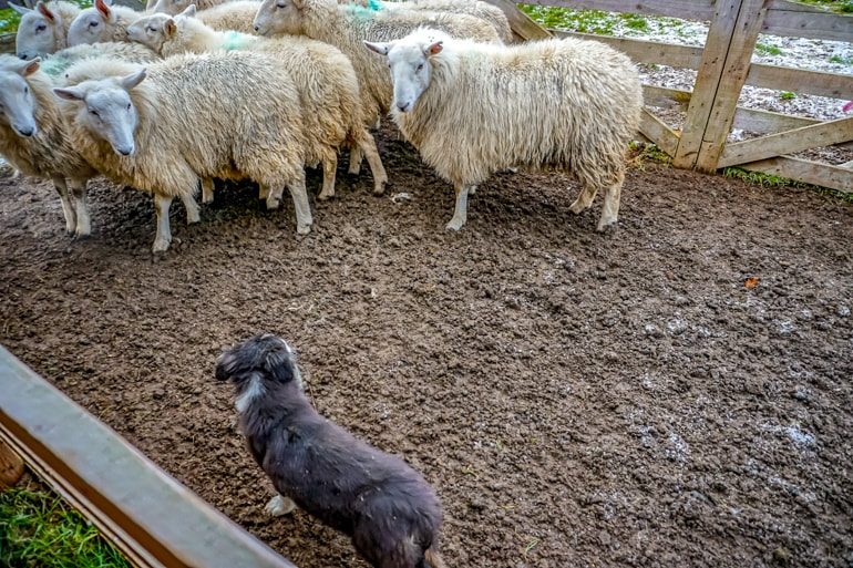 Schwarzer Hund und Schafe im Schlamm mit Zaun Irland