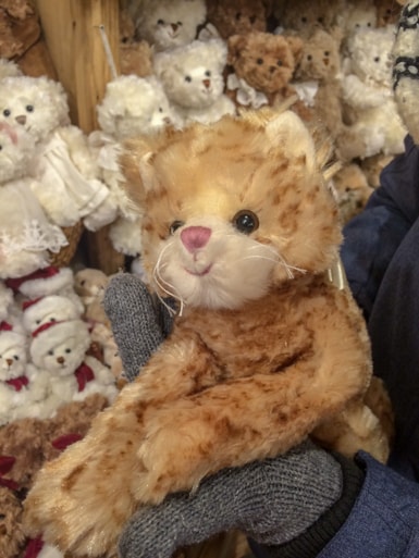 stuffed cat in toy store in krakow 3 days in krakow