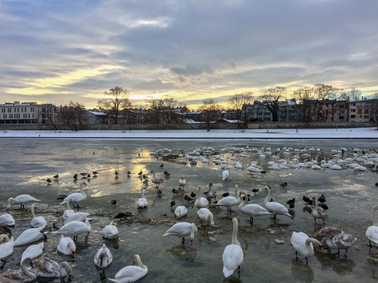 Enten und Schwäne auf gefrorenem Fluss Weichsel Krakau Polen