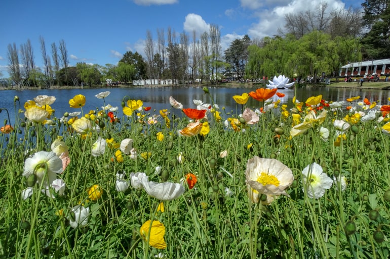 Grünes Gras mit Blumen und See im Hintergrund Floriade Canberra