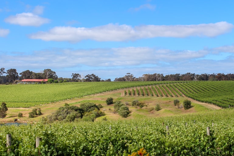 Green grass and wineries in Margaret river Australia