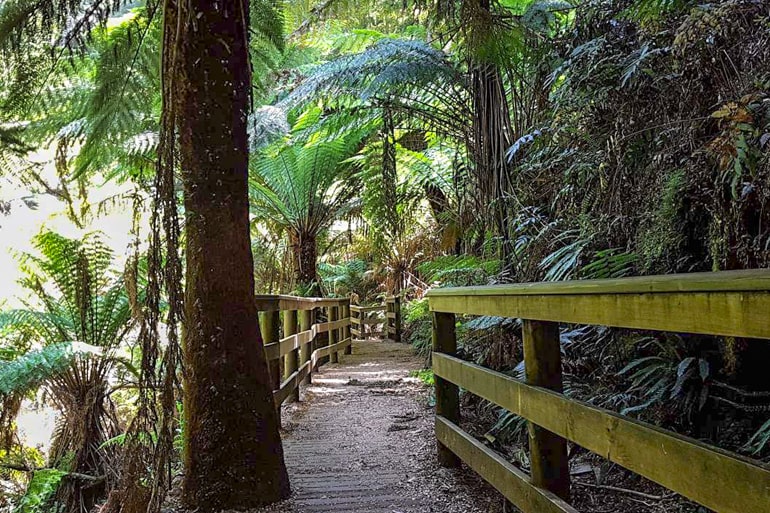 Trees and wood walkways great otway national park best places to visit in Australia