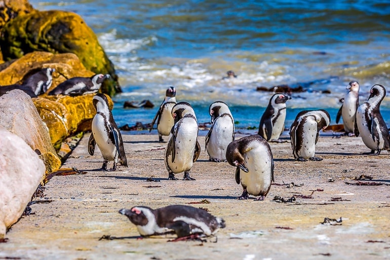 Pinguine an Strand mit Meer und Wellen im Hintergrund Einmalige Erlebnisse