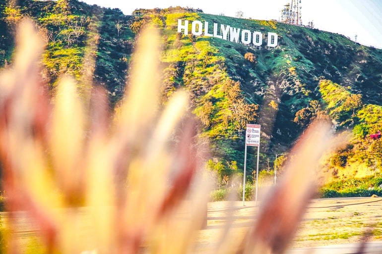 Weißes Hollywood Sign im Hintergrund durch Sträucher fotografiert Los Angeles Sehenswürdigkeiten