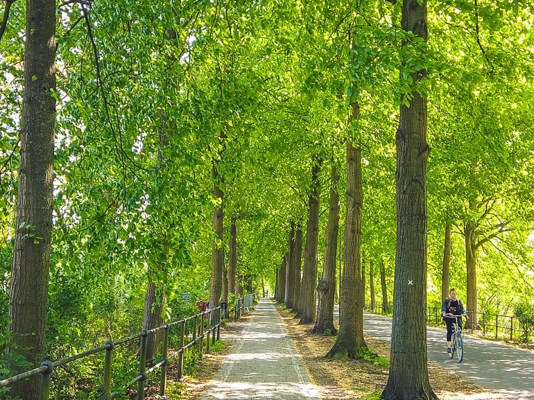 sidewalk with trees covering pathway things to do in munster germany