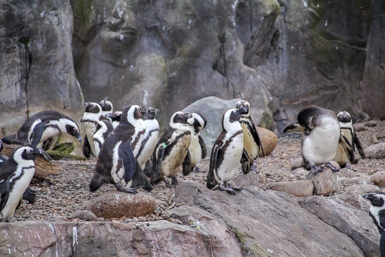 Pinguine stehen in Gruppe in Zoo von Bristol