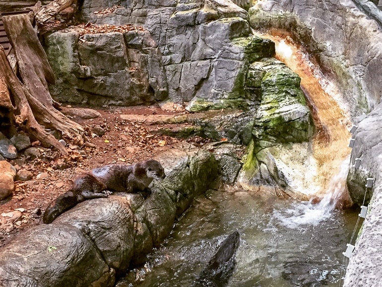 Otter schaut aus dem Wasser mit Wasserfall im Hintergrund Biodome Montreal