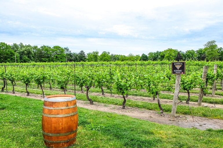 Grünes Weinanbaugebiet mit Holzfass in Niagara on the Lake Kanada