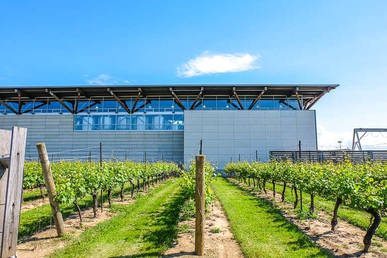 metal winery building with green vines in front niagara on the lake canada