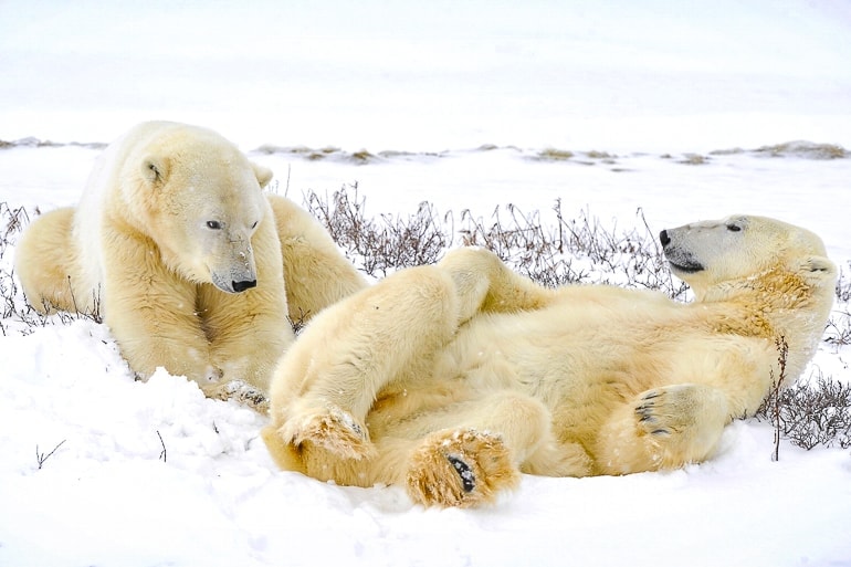 two polar bears laying in the snow in canada