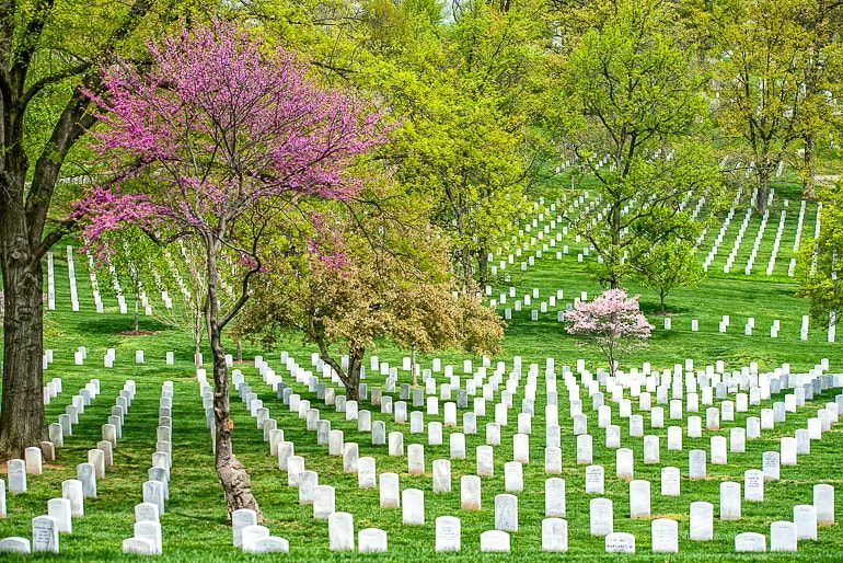 Weiße Grabsteine mit grünem Gras und Bäumen Arlington Friedhof Washington DC Sehenswürdigkeiten