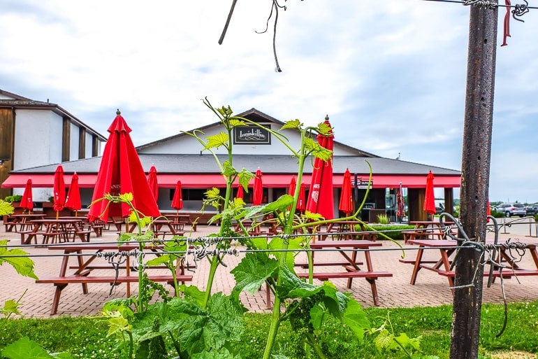 red umbrellas and building through green wines at winery niagara on the lake