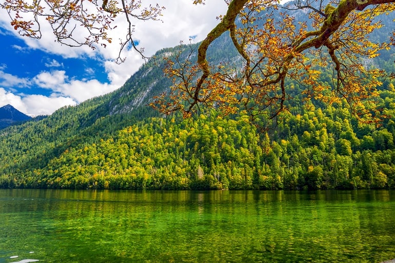 See mit grünem Wasser und Bäumen die im Wasser reflektieren Königssee Tagesausflug ab Salzburg