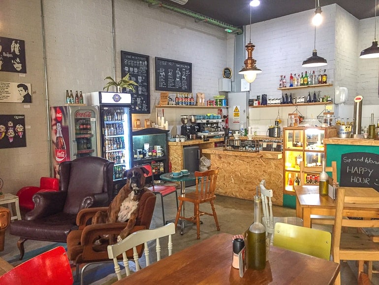 dog sitting in cafe with tables and chairs around in alicante spain