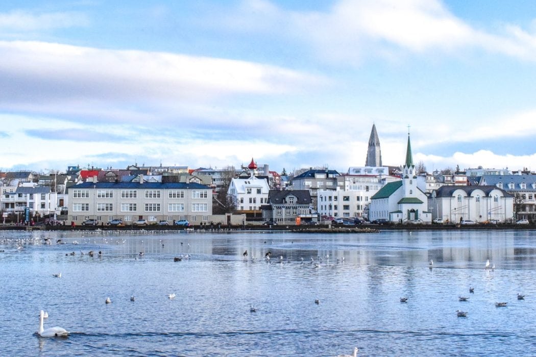 swan swimming in lake with large church and buildings behind one day in reykjavik