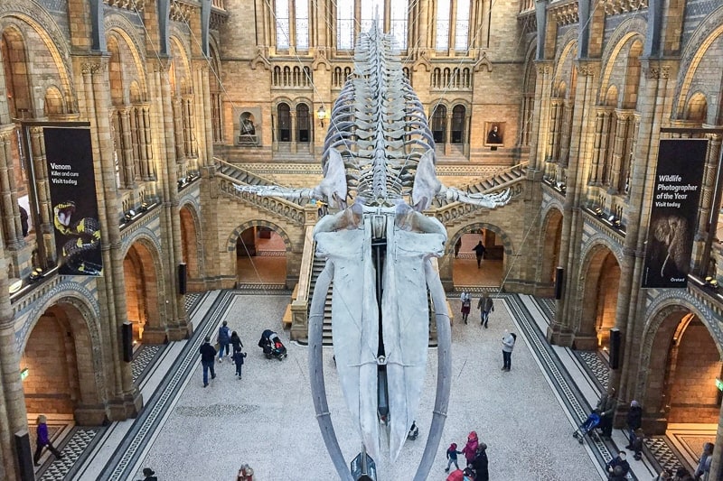 large skeleton of whale hanging in museum atrium in london