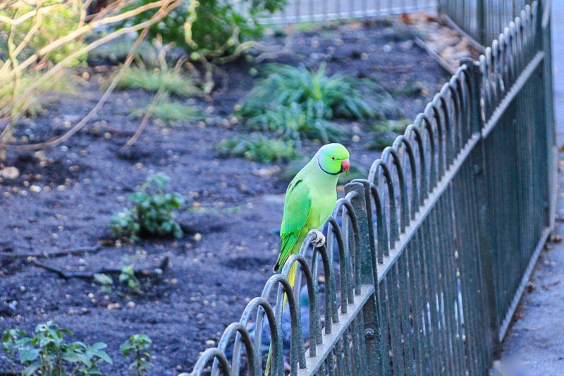 green parakeet on fence in st james park london
