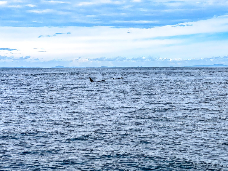 Zwei Wale, die beim Auftauchen im blauen Ozean Gischt erzeugen.