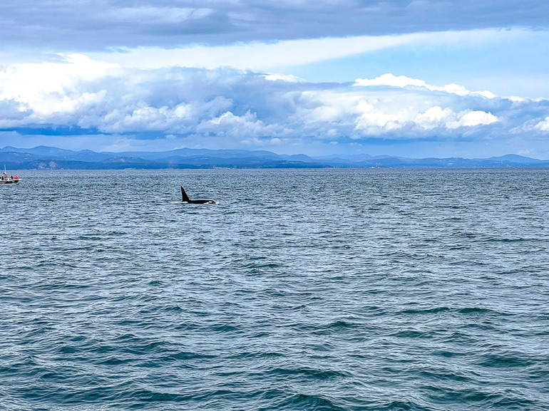 tall dorsal fin of orca whale swimming in ocean from distance.