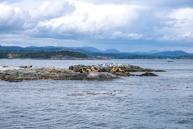 lots of sea lions on rocks near waters edge with cloudy sky above.