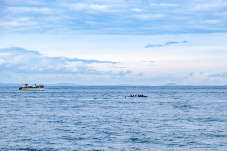orca whales in blue ocean with small boat behind and cloudy sky above.