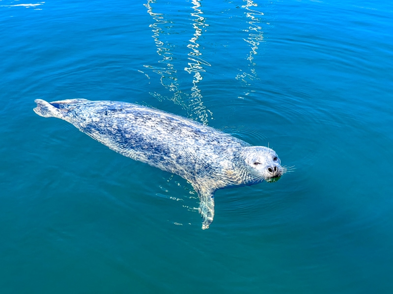 Eine große Robbe schwimmt im blauen Wasser am Hafen.