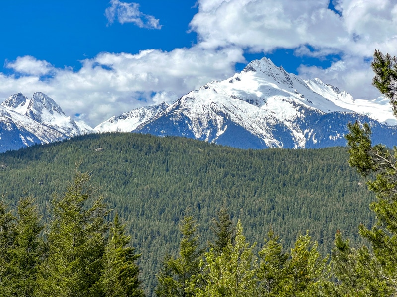 snowy capped mountain seen at distance with green pine trees in front and blue sky above.