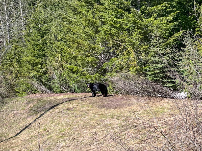 one black bear standing on ride of road with green forest behind.