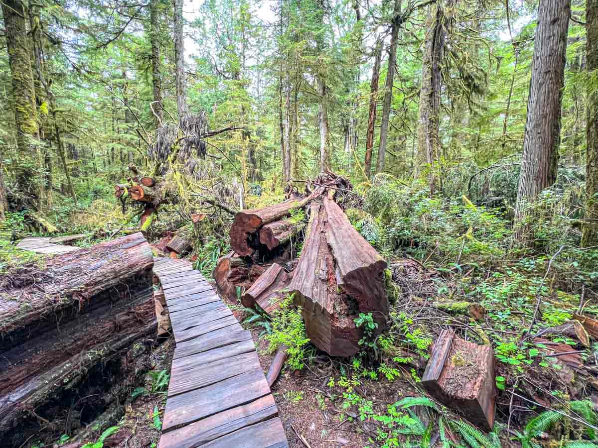wooden trail cut through large fallen logs in rainforest near tofino.