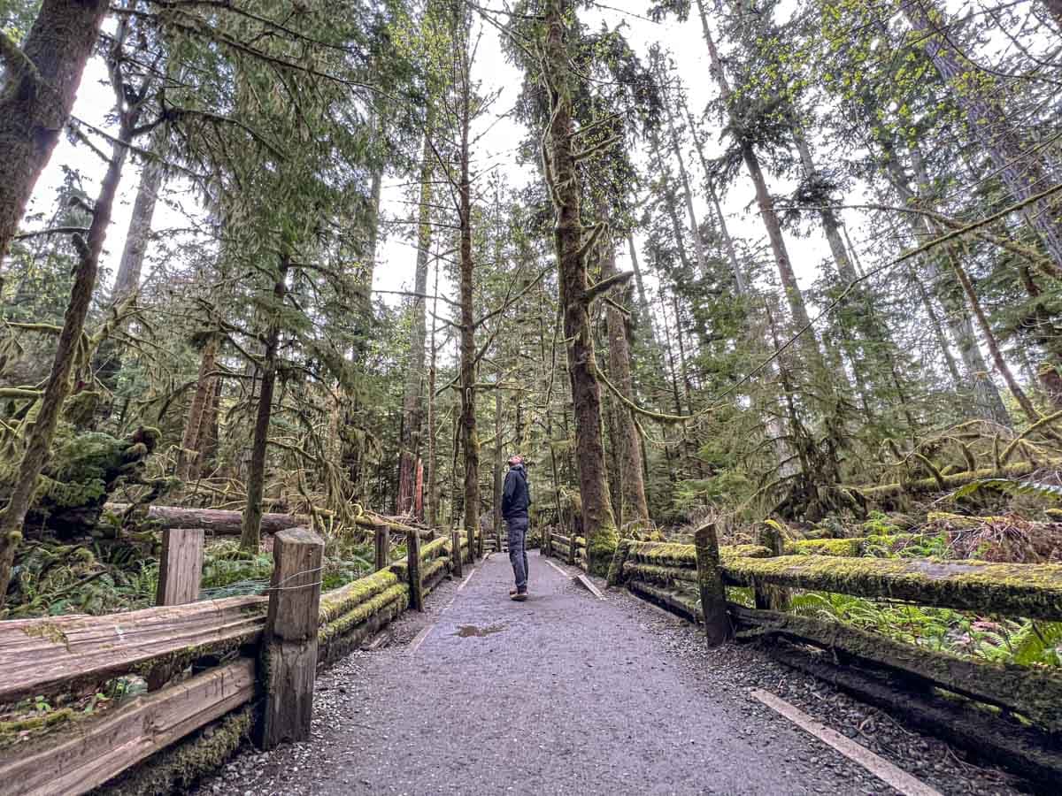 man standing in middle of path amongst tall douglas trees.