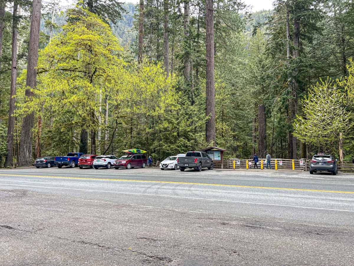 cars parked on side of highway with dense forest behind.